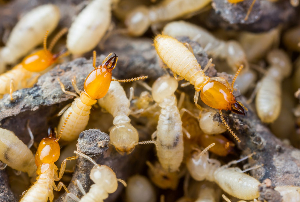 termite treatments in Banora Point