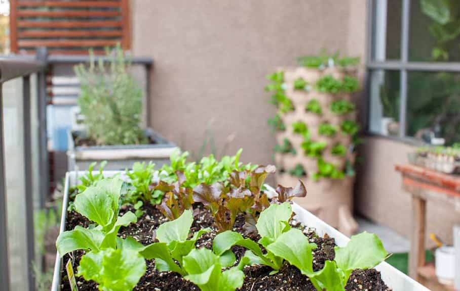 planter boxes